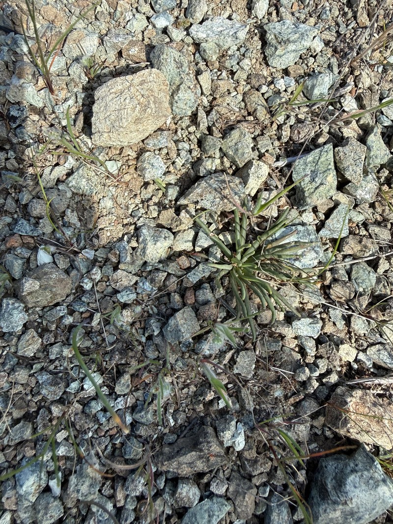 Lewisia rediviva var. rediviva photo 5