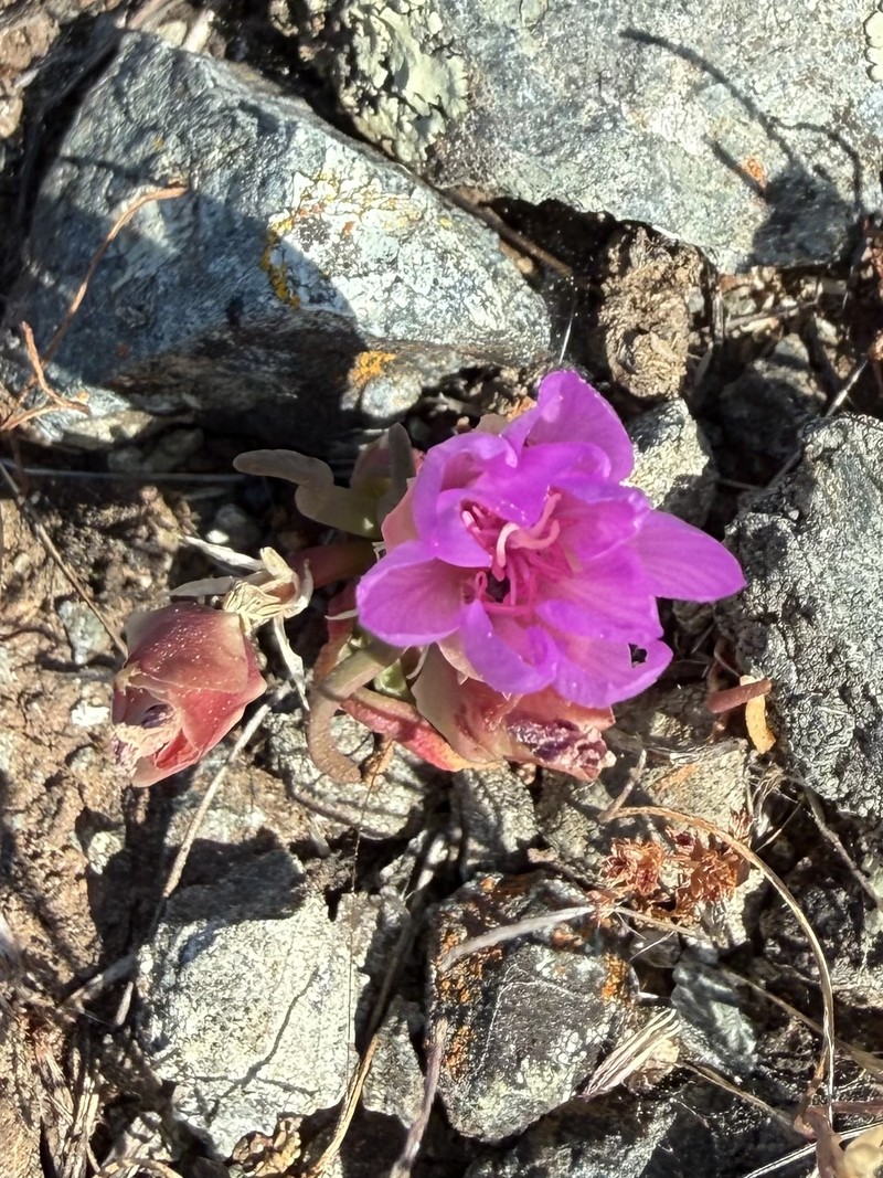 Lewisia rediviva var. rediviva photo 6