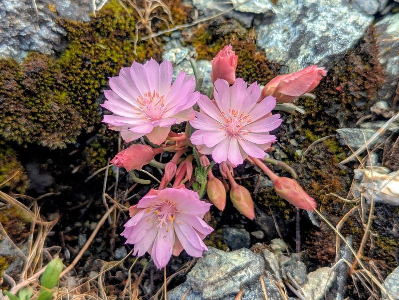 Lewisia rediviva var. rediviva photo 7