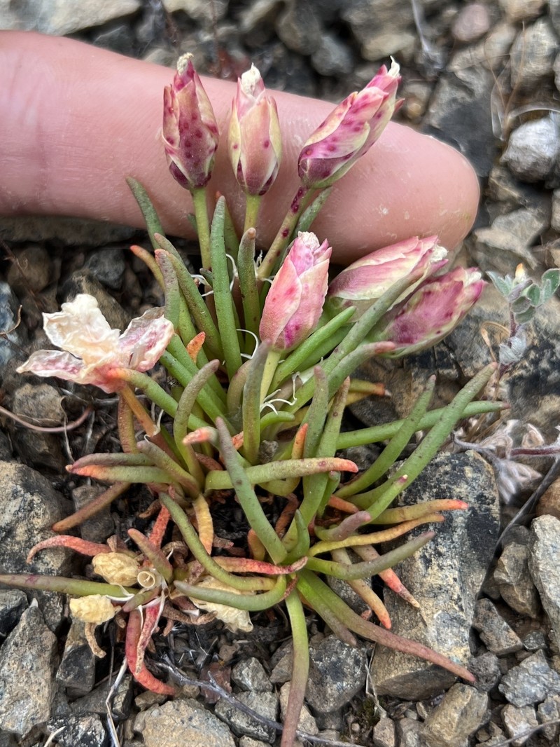 Lewisia rediviva var. rediviva photo 8