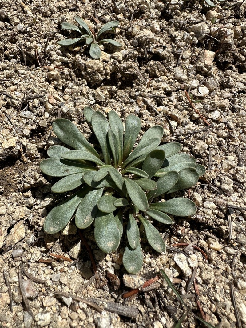 Sacajawea Bitter Root photo 2