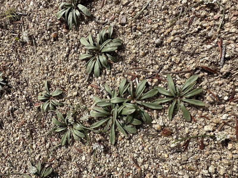 Sacajawea Bitter Root photo 4