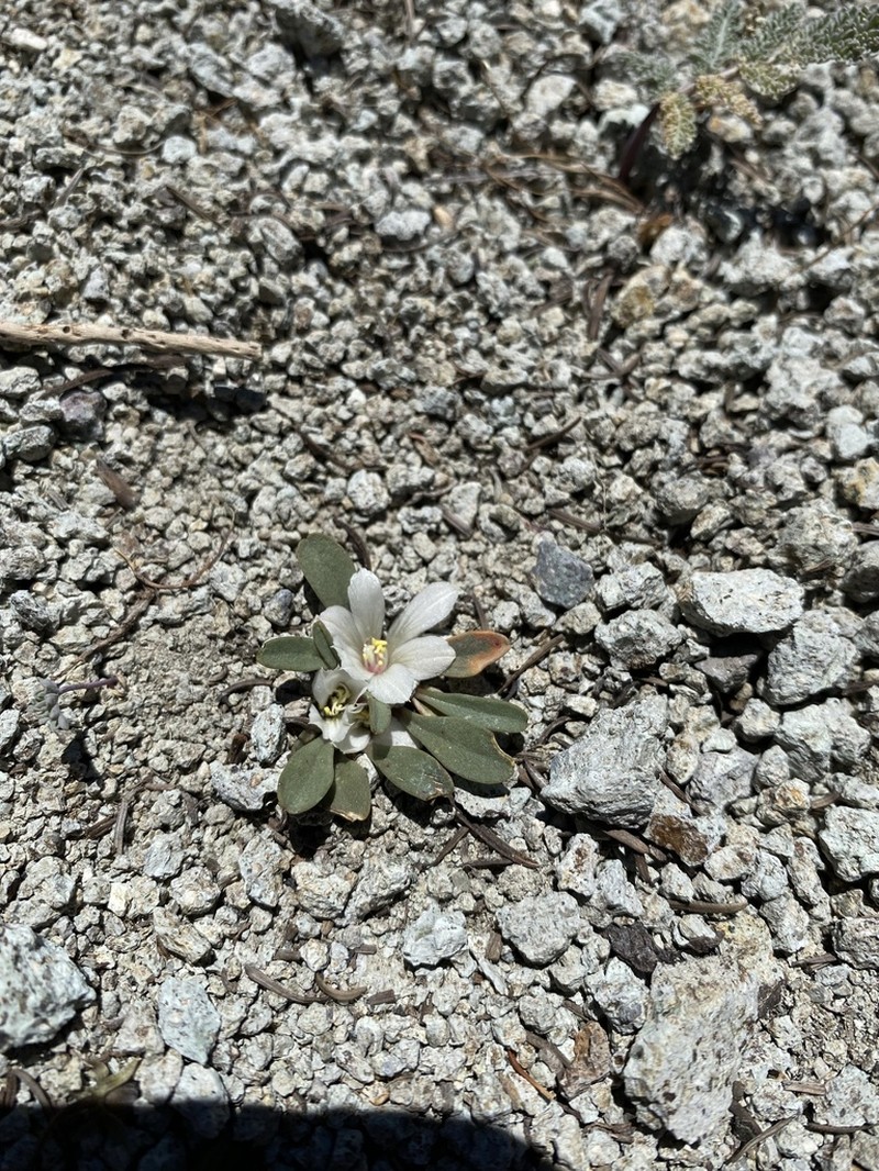 Sacajawea Bitter Root photo 5
