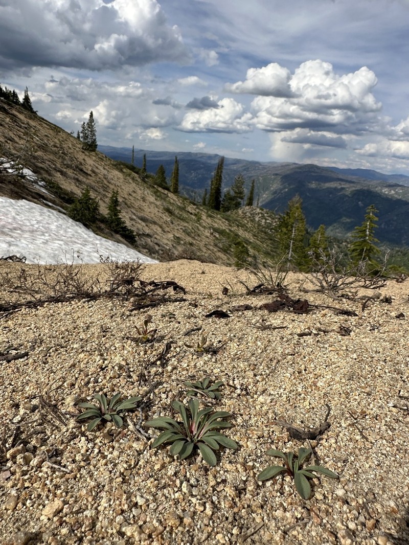 Sacajawea Bitter Root photo 6
