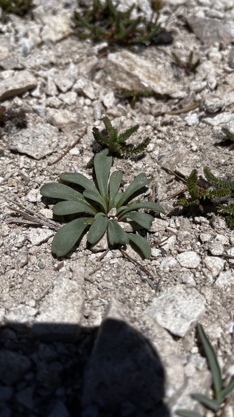 Sacajawea Bitter Root photo 7
