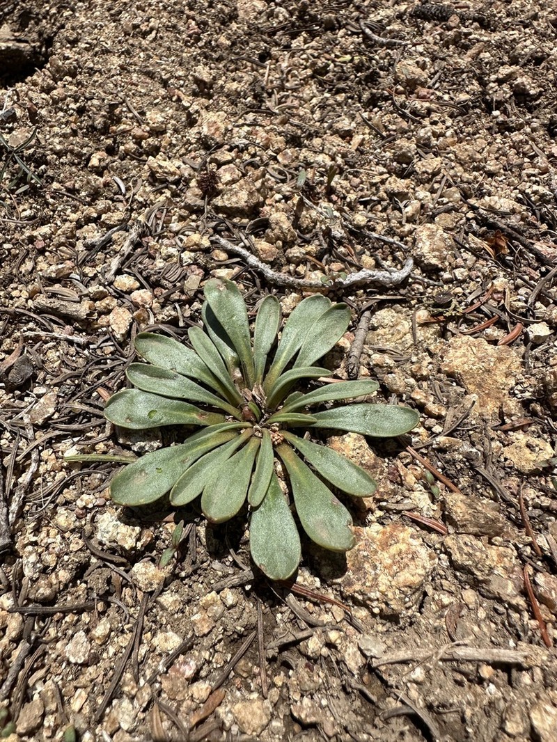 Sacajawea Bitter Root photo 8