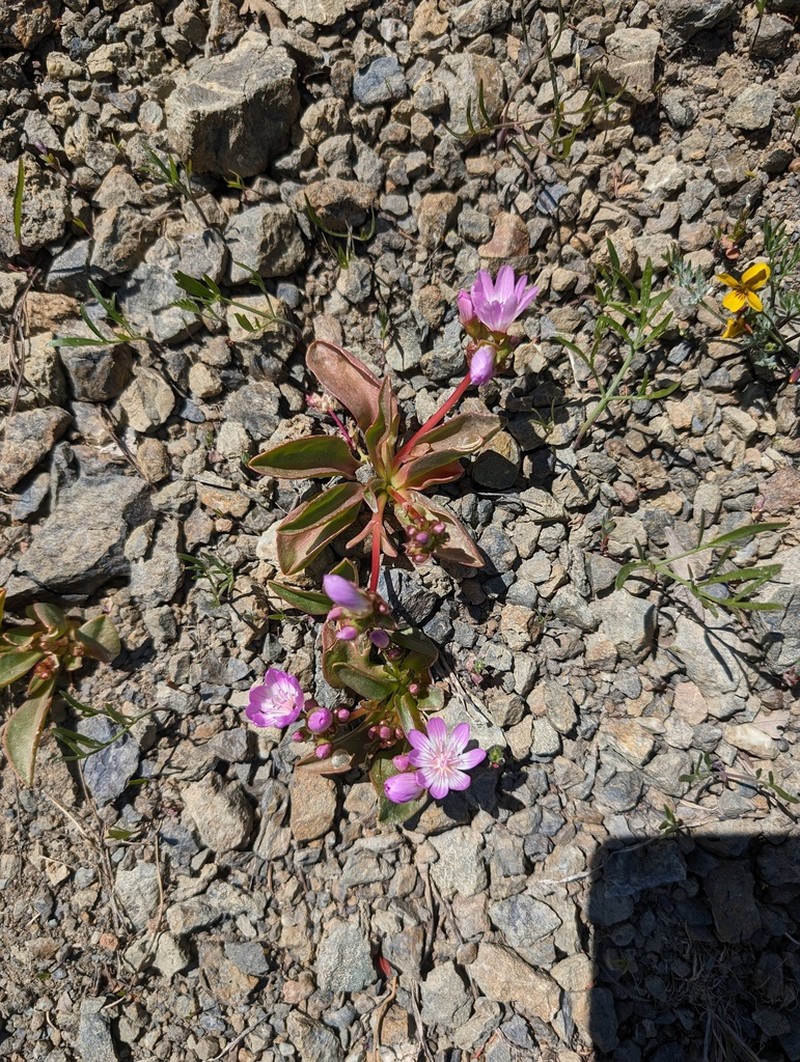 Stebbins' Lewisia