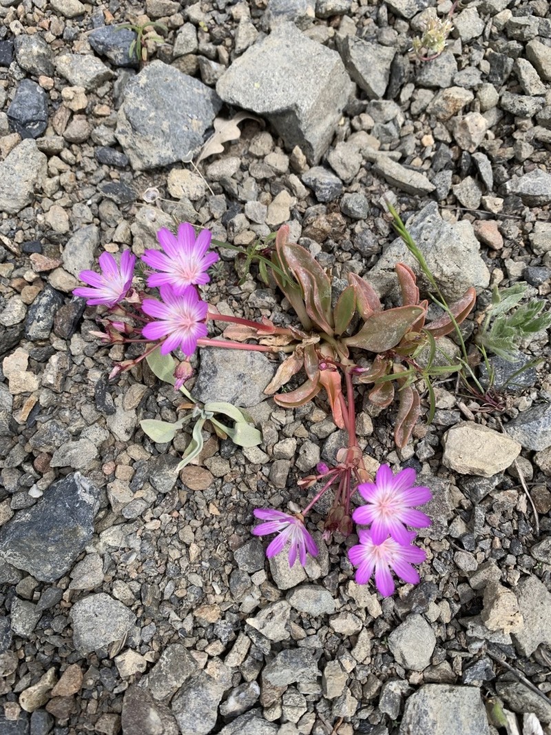 Stebbins' Lewisia photo 2