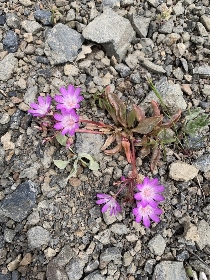 Stebbins' Lewisia photo 6