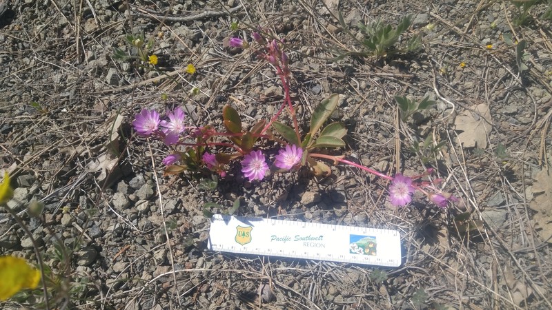 Stebbins' Lewisia photo 7