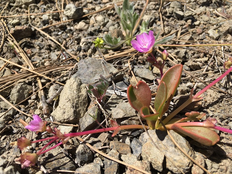 Stebbins' Lewisia photo 8
