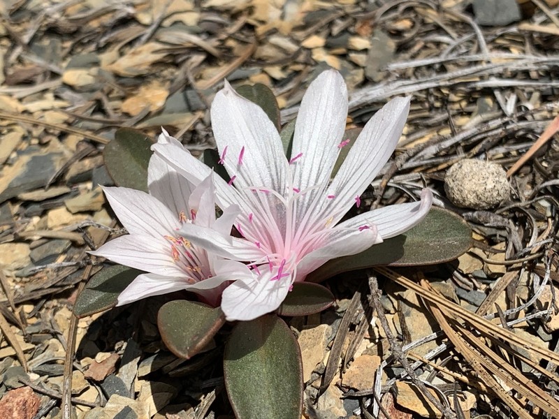 Lewisia taylorii