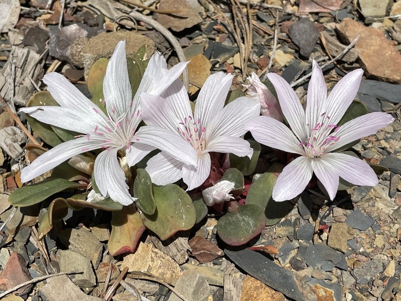 Lewisia taylorii photo 2