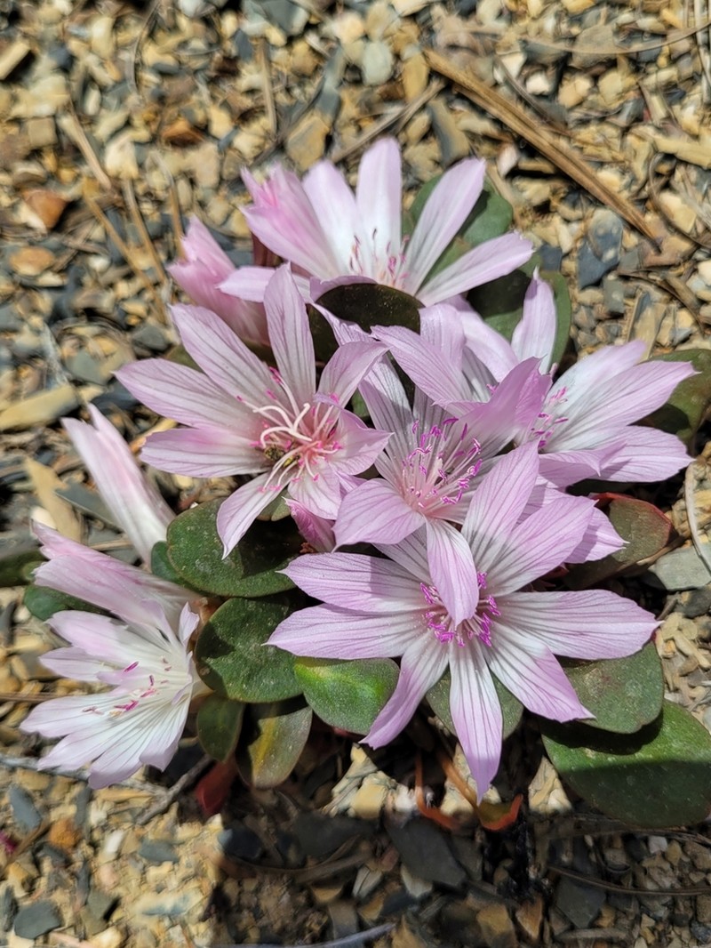 Lewisia taylorii photo 3
