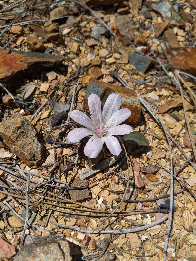Lewisia taylorii photo 4