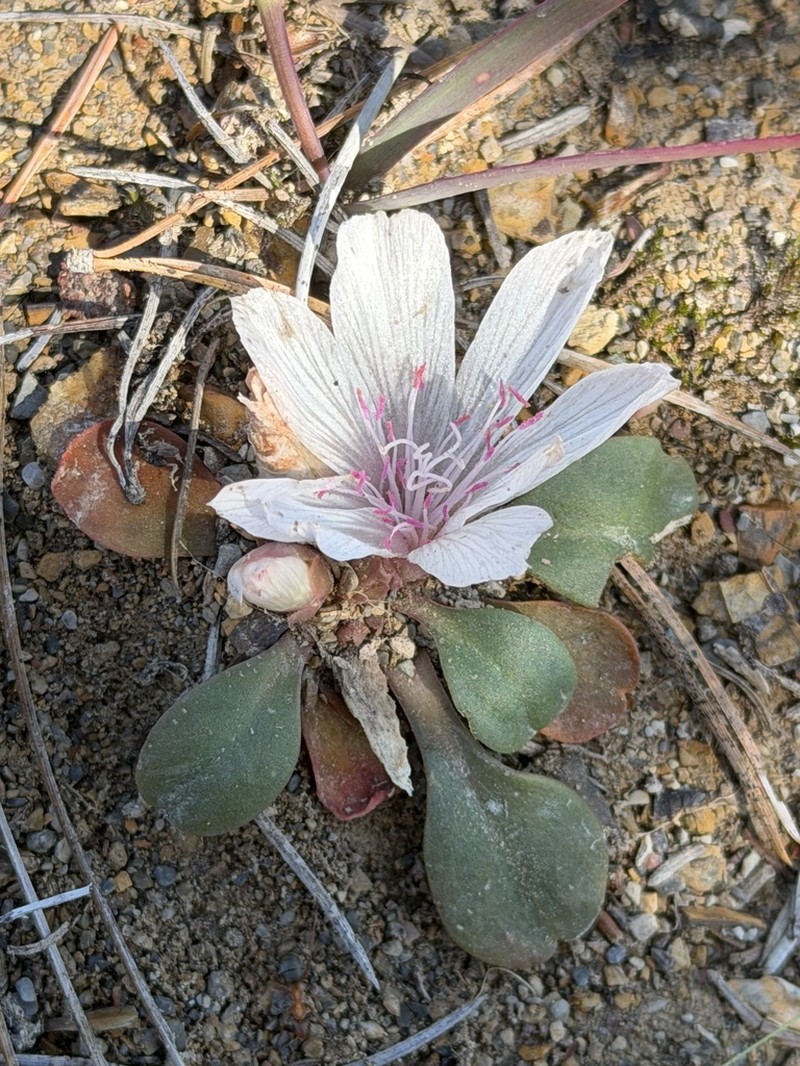 Lewisia taylorii photo 5