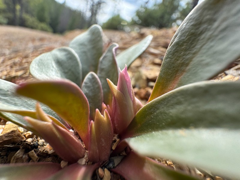 Lewisia taylorii photo 6