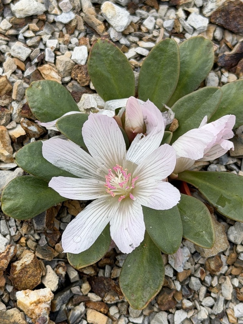 Lewisia taylorii photo 7