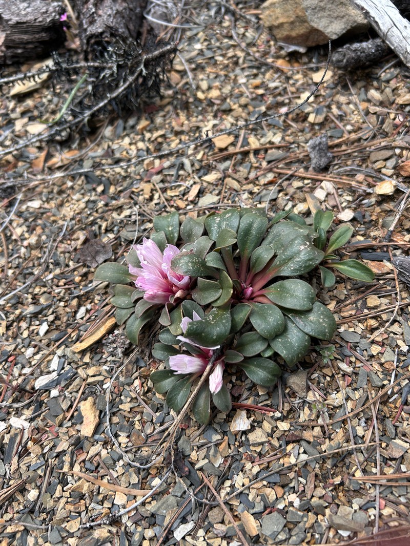 Lewisia taylorii photo 8