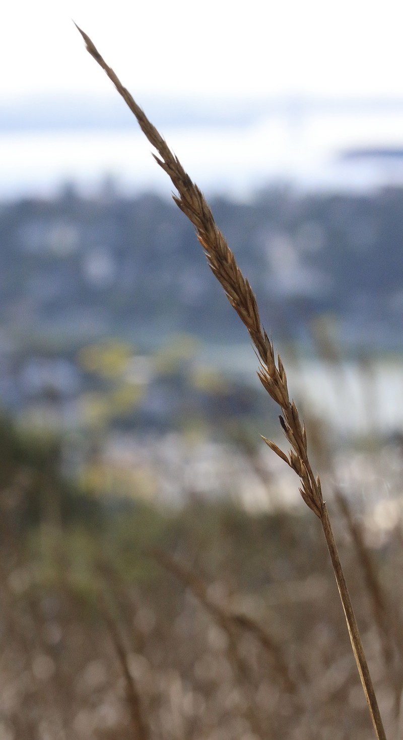 Wildrye photo 2