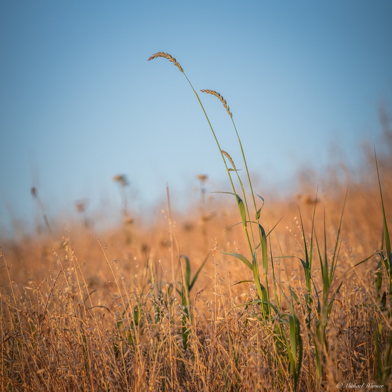 Wildrye photo 3