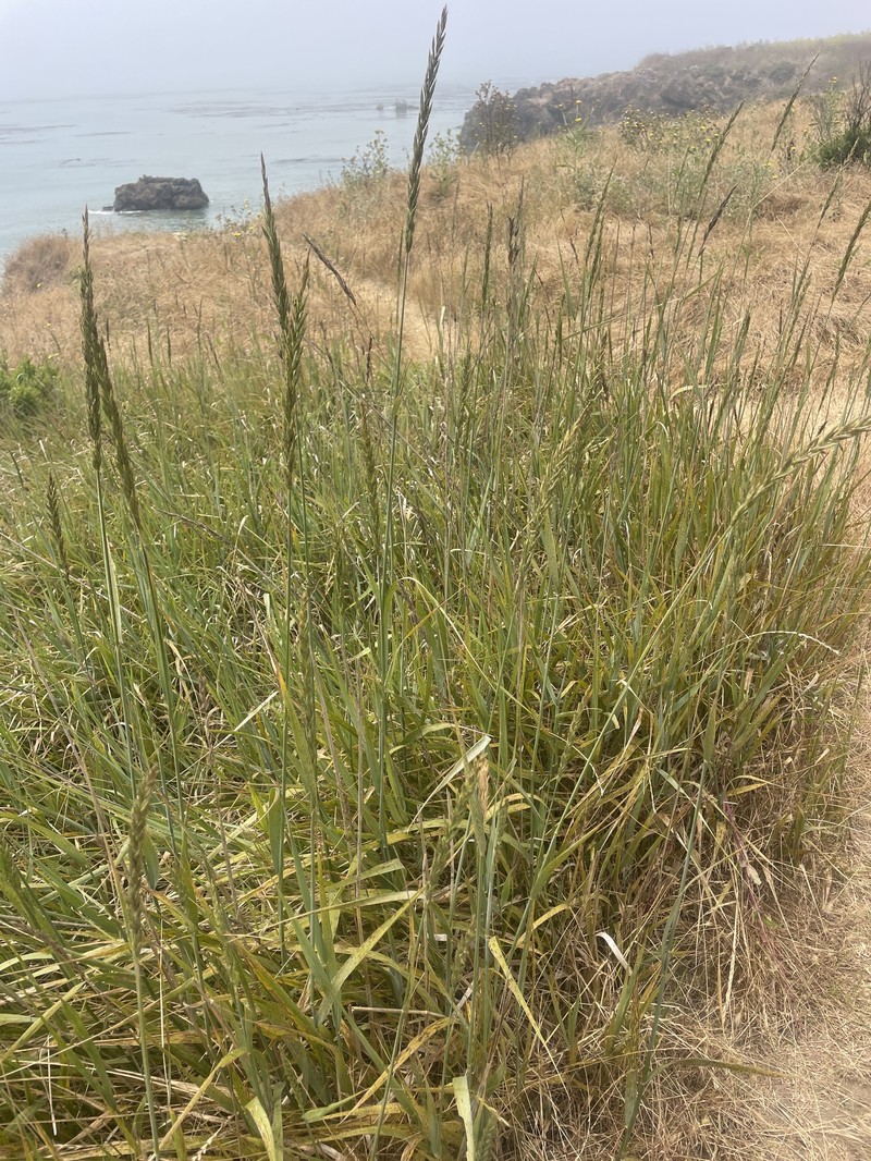 Wildrye photo 4