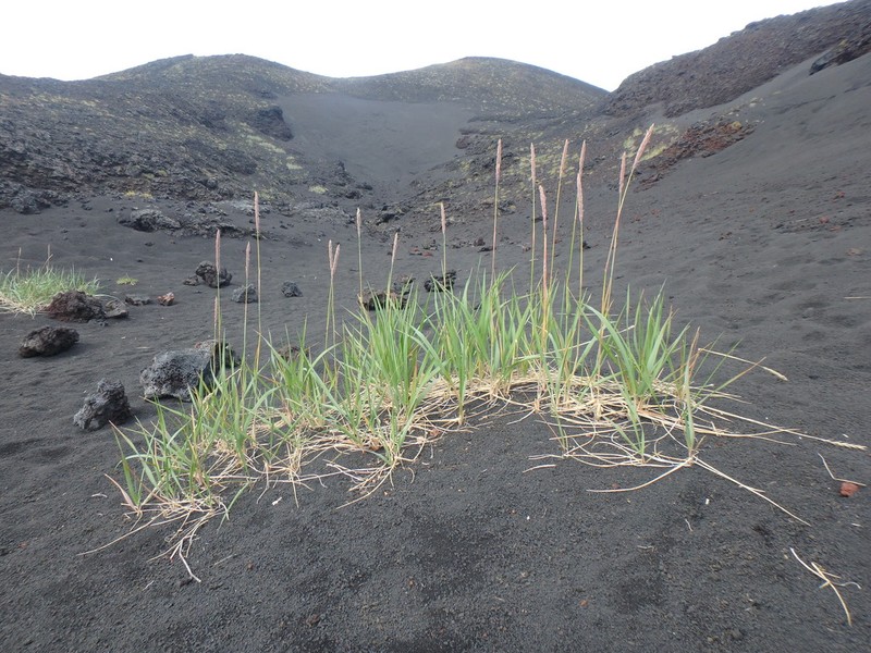 Arctic Lyme Grass photo 2
