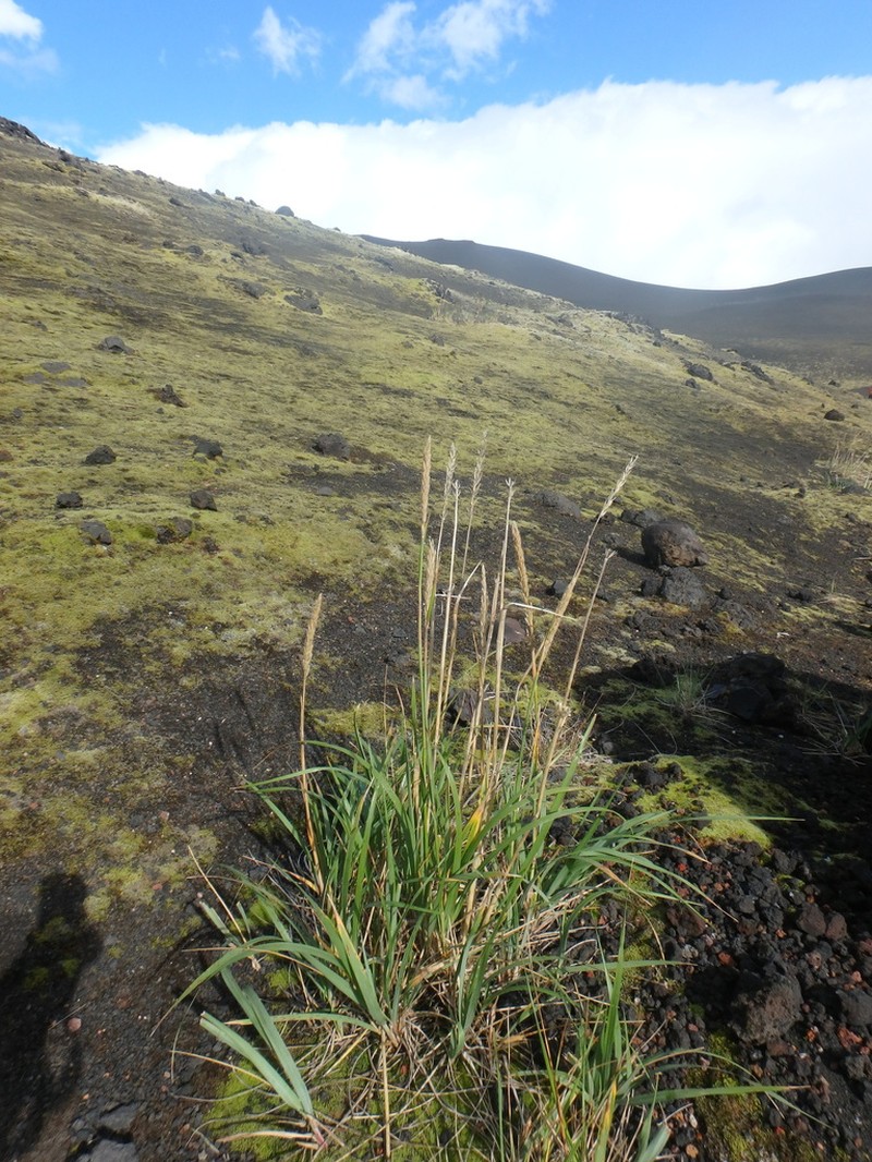 Arctic Lyme Grass photo 3