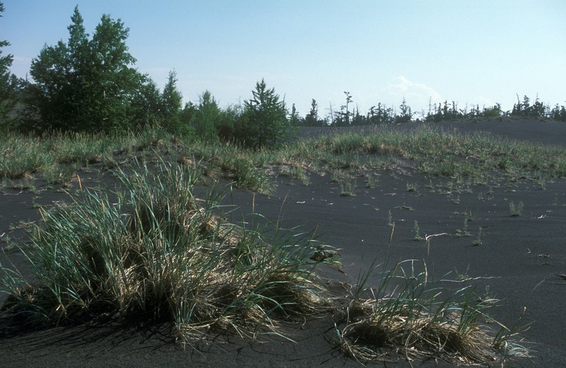 Arctic Lyme Grass photo 4
