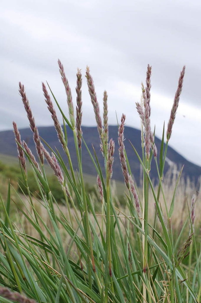 Arctic Lyme Grass photo 5