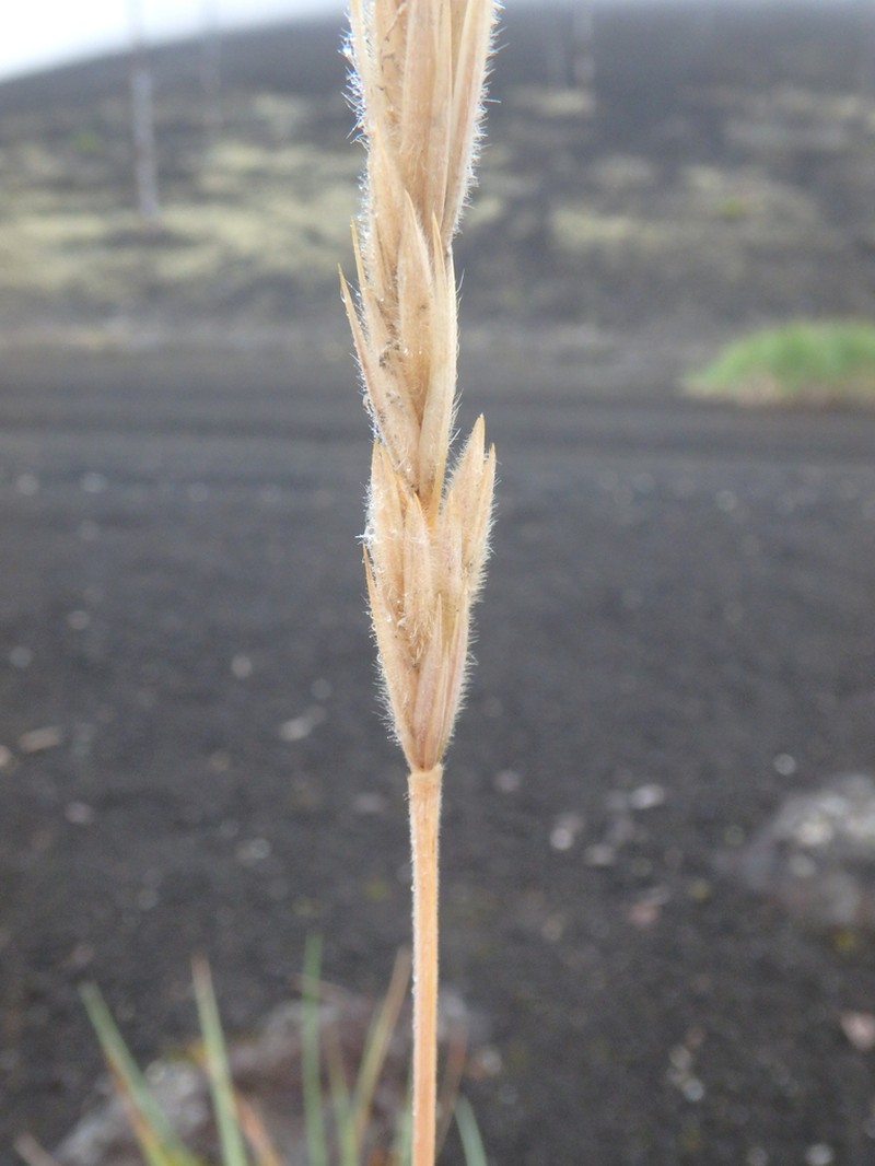 Arctic Lyme Grass photo 6