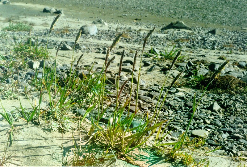 Arctic Lyme Grass photo 7