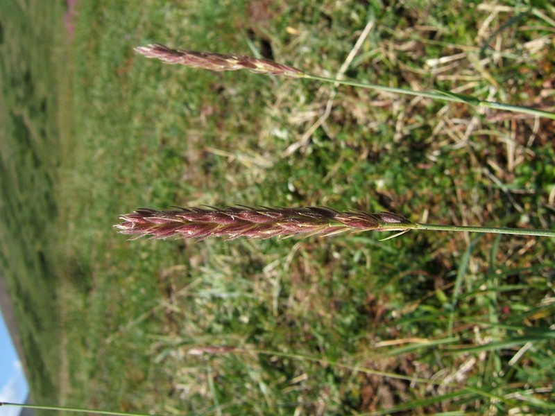 Arctic Lyme Grass photo 8