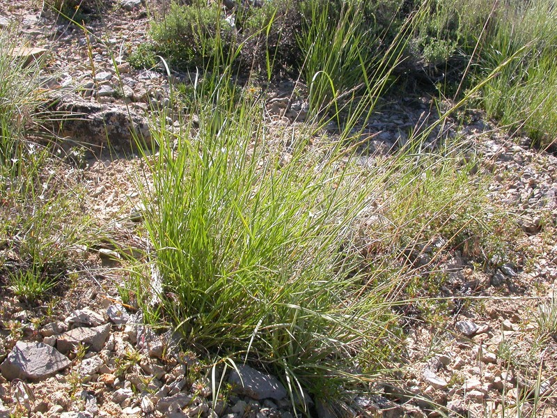 Colorado Wildrye photo 5