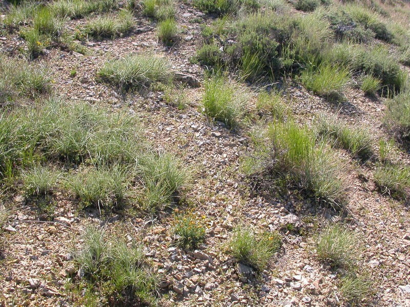Colorado Wildrye photo 2