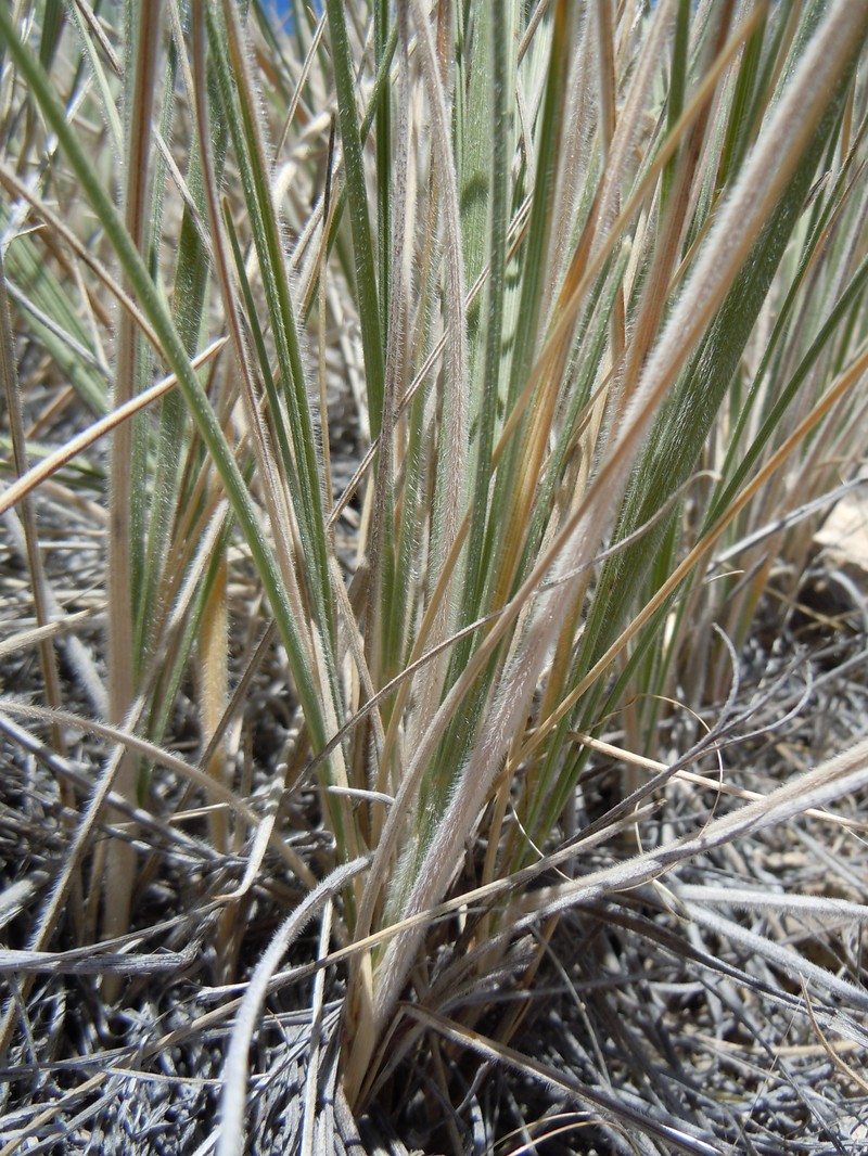 Colorado Wildrye photo 3