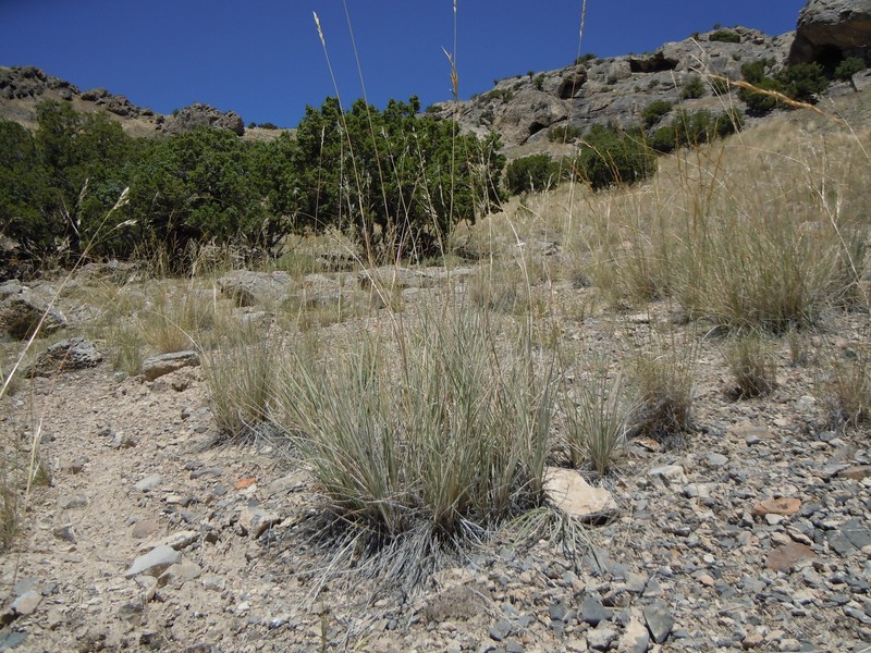 Colorado Wildrye photo 4