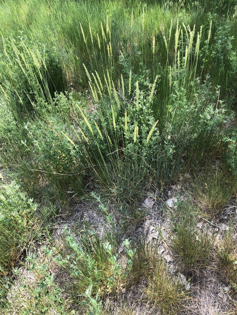 Colorado Wildrye photo 3