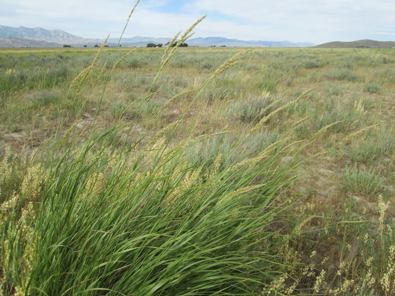 Altai Wildrye photo 2