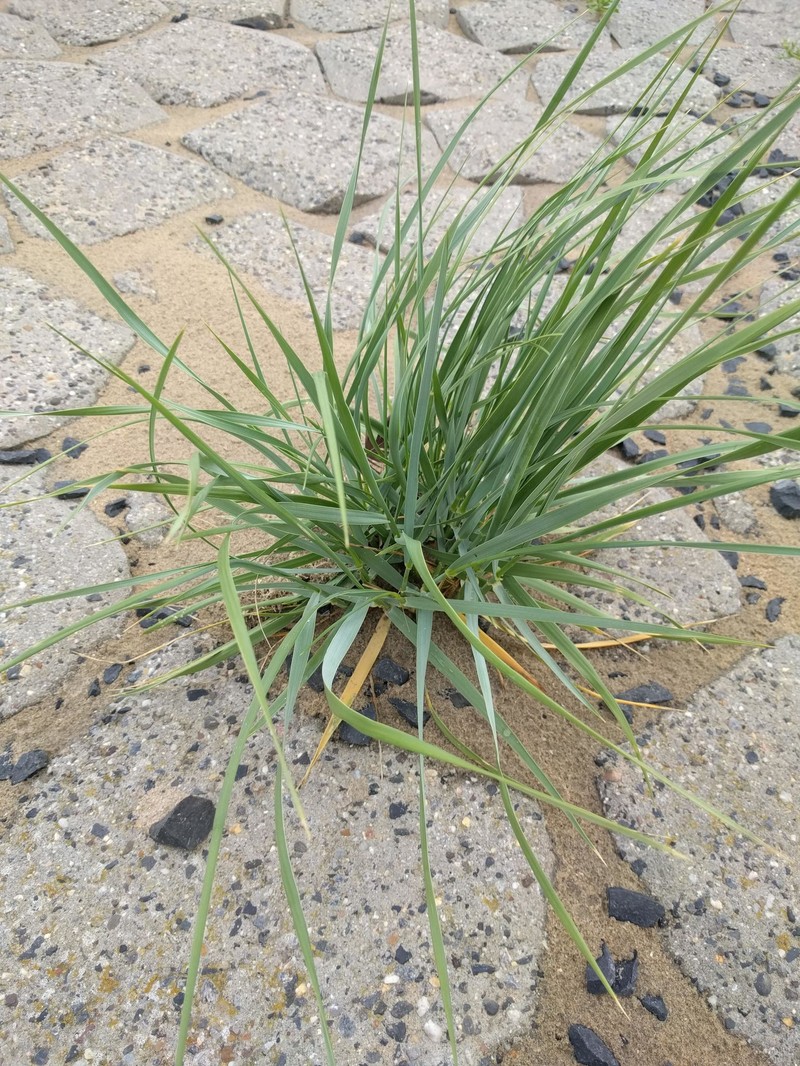 Sand Ryegrass photo 4