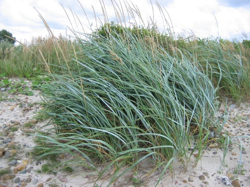 Sand Ryegrass