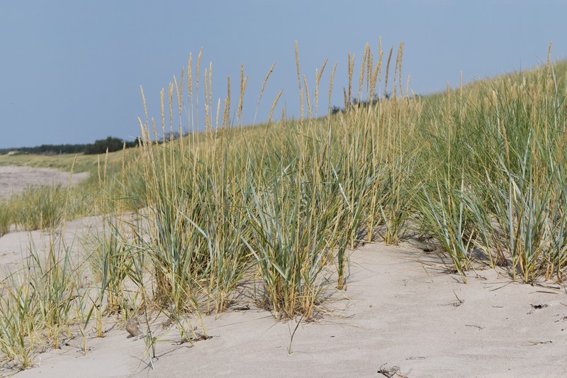Sand Ryegrass photo 2