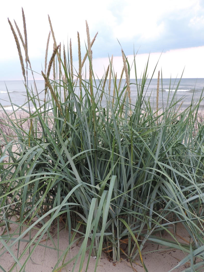 Sand Ryegrass photo 3