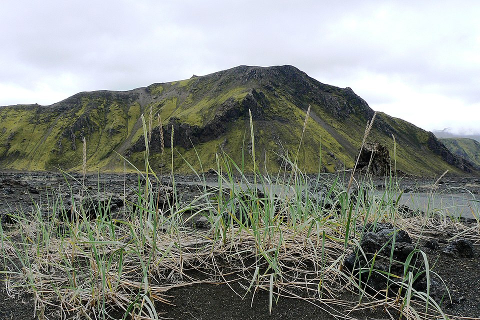 Sand Ryegrass photo 6