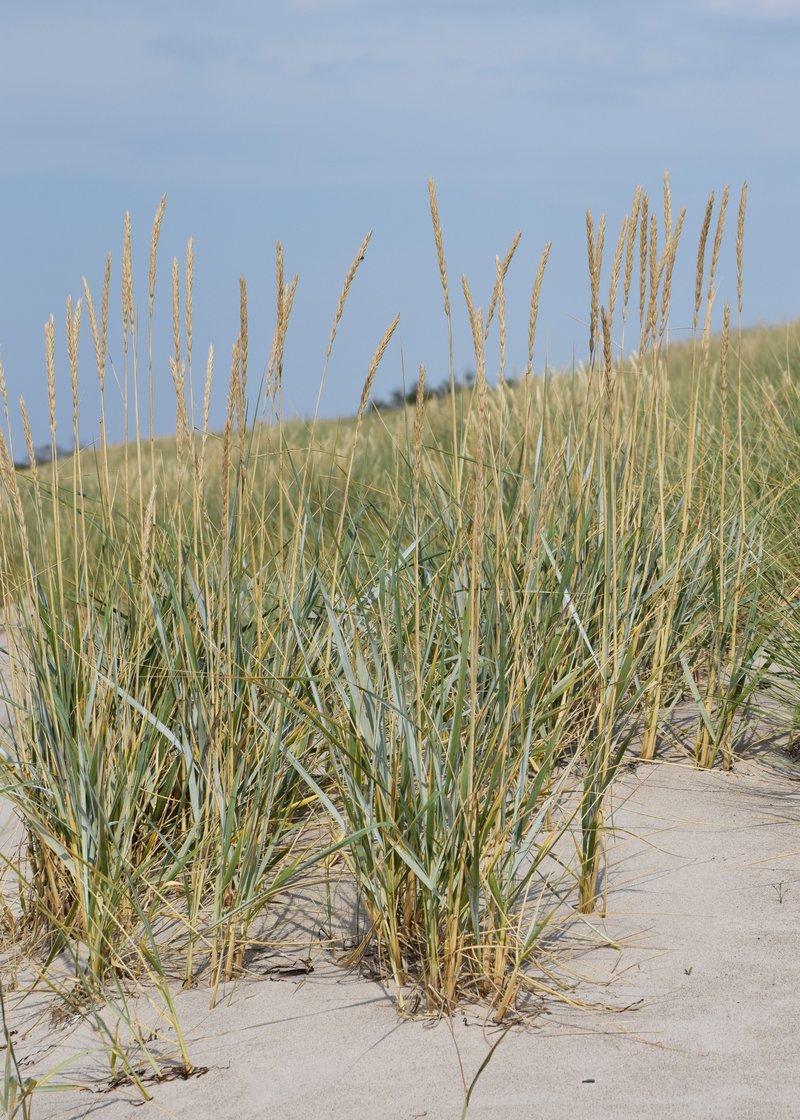 Sand Ryegrass photo 7