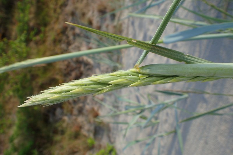 Sand Ryegrass photo 8