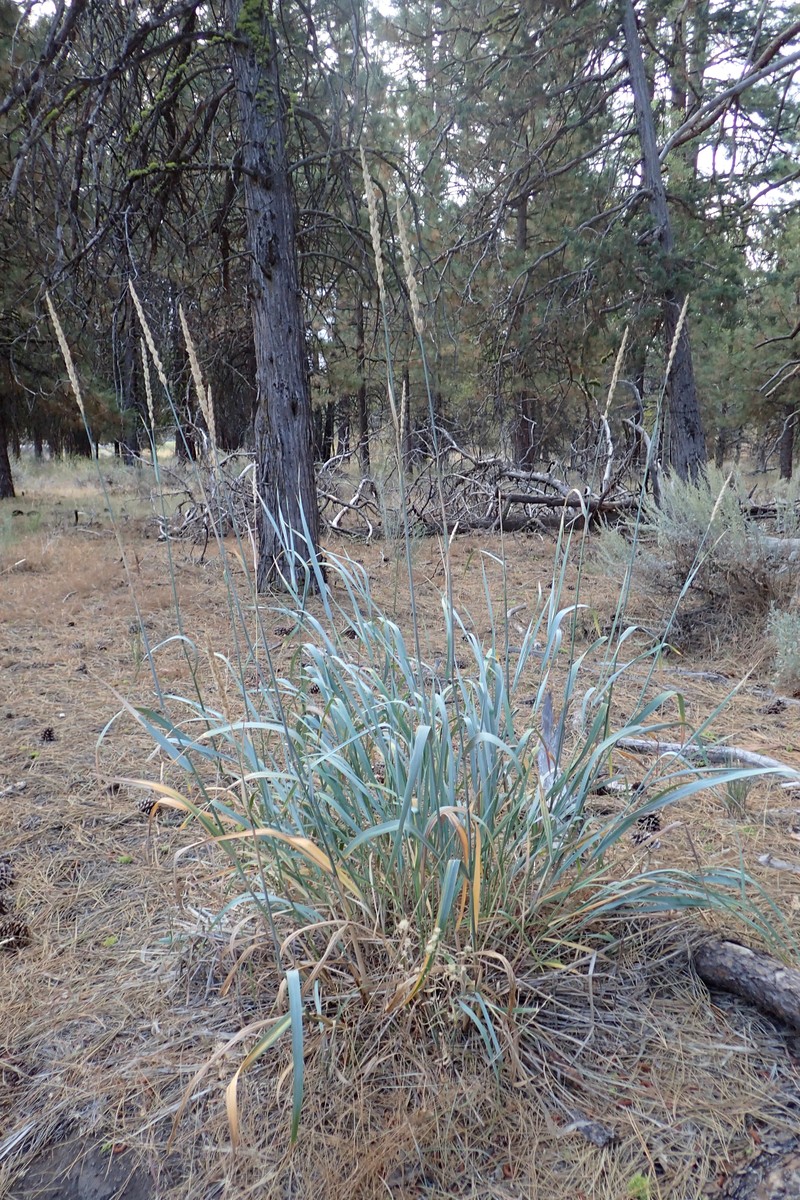 Basin Wildrye photo 3