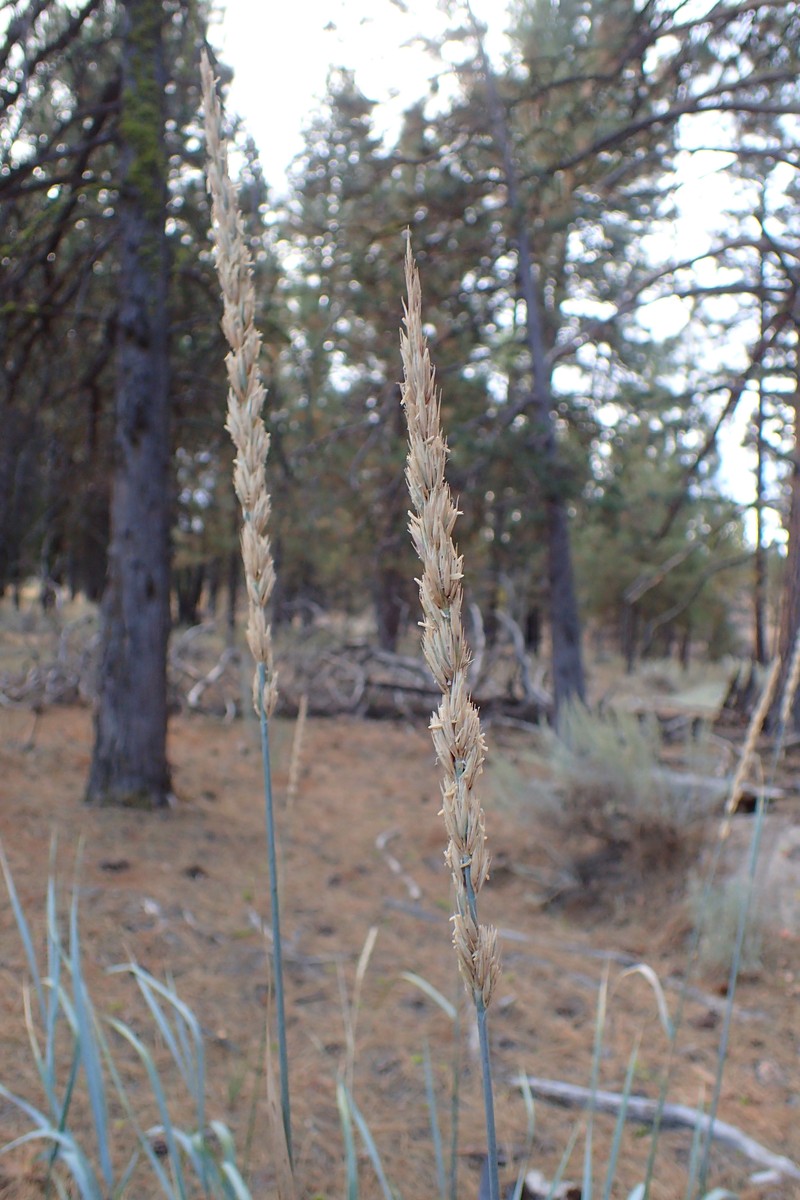 Basin Wildrye photo 4