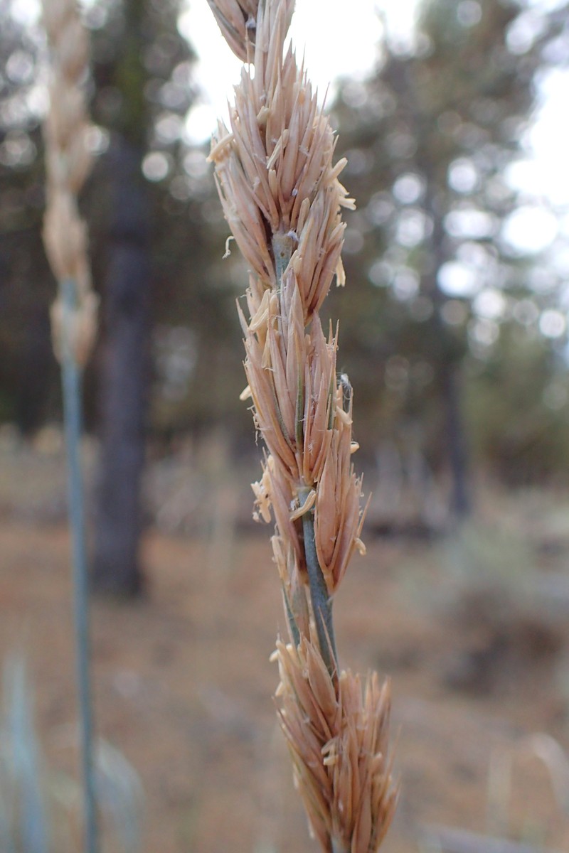 Basin Wildrye photo 5
