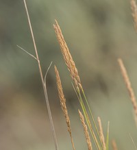 Basin Wildrye